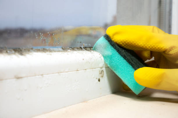 Best Black Mold Remediation in Carolina Forest, SC