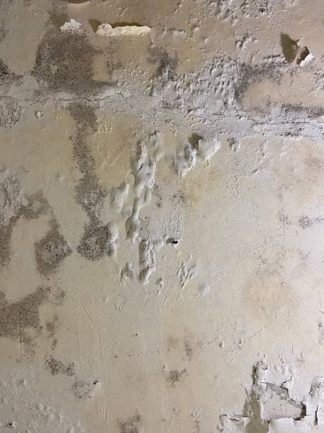 Best Commercial Mold Remediation in Carolina Forest, SC